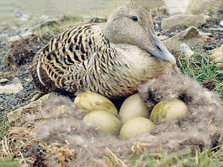 Одеяло Trois Couronnes Royal Eiderdown