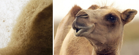 Одеяло Hefel Pure Camel GD