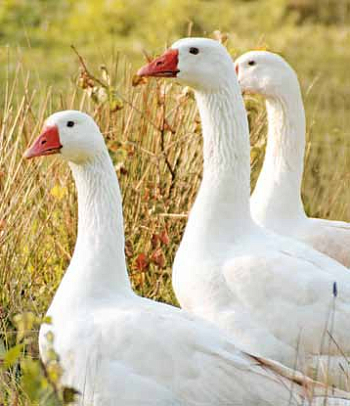 Одеяло Hefel Tencel Down SD