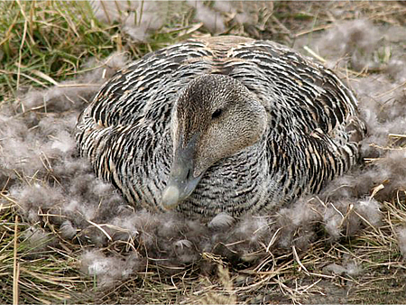 Одеяло Trois Couronnes Royal Eiderdown