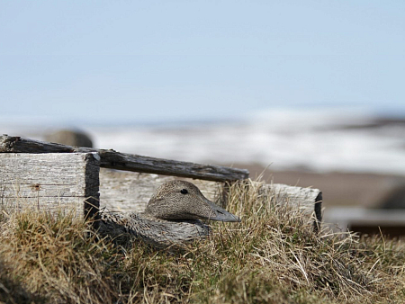Одеяло Trois Couronnes Royal Eiderdown