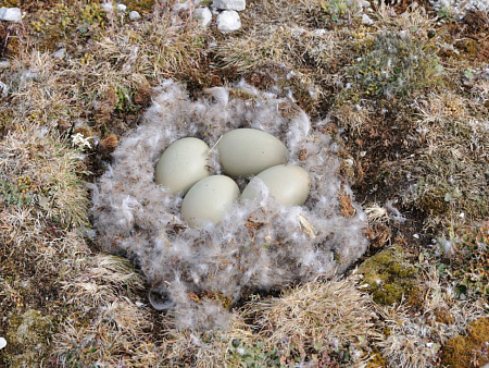 Одеяло Trois Couronnes Royal Eiderdown